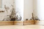 Mold
